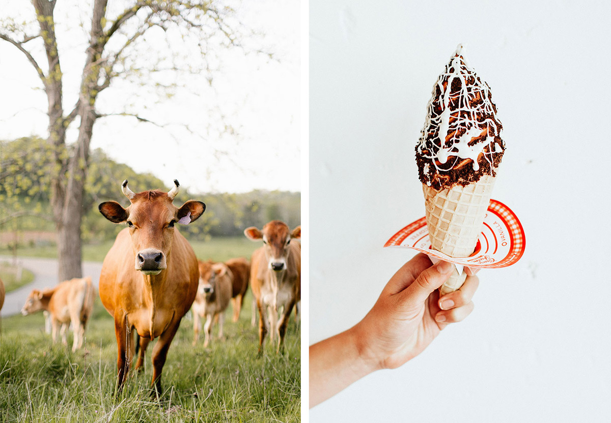 Cruze farm cows and an ice cream cone